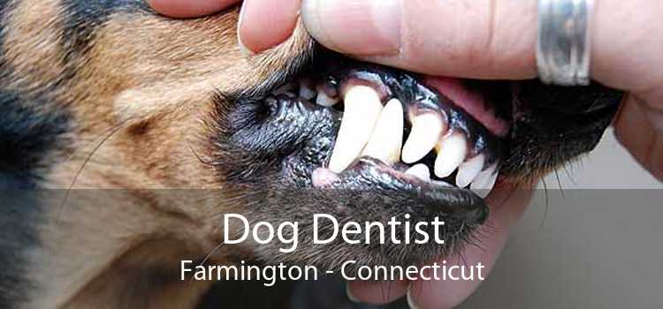 Dog Dentist Farmington - Connecticut