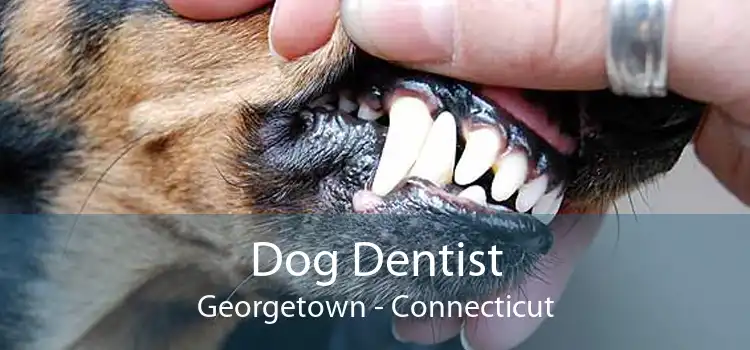 Dog Dentist Georgetown - Connecticut