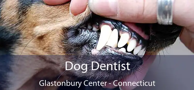 Dog Dentist Glastonbury Center - Connecticut