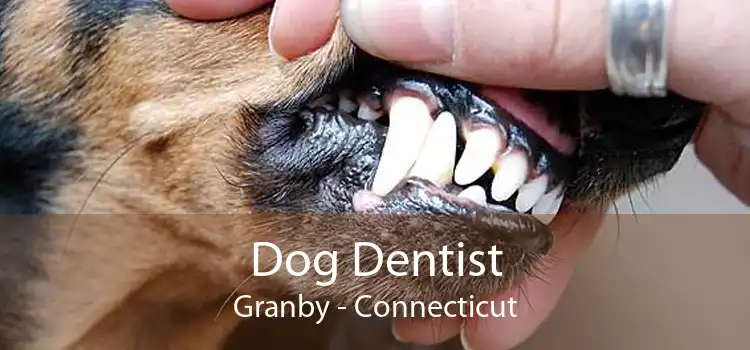 Dog Dentist Granby - Connecticut