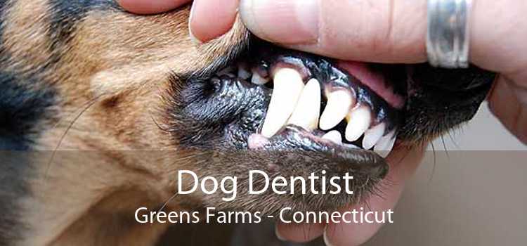Dog Dentist Greens Farms - Connecticut