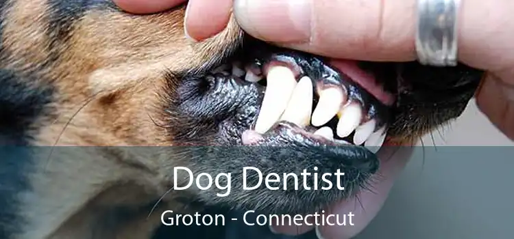 Dog Dentist Groton - Connecticut