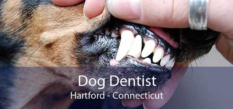 Dog Dentist Hartford - Connecticut
