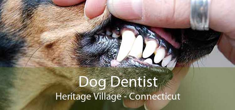 Dog Dentist Heritage Village - Connecticut