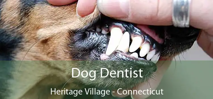 Dog Dentist Heritage Village - Connecticut