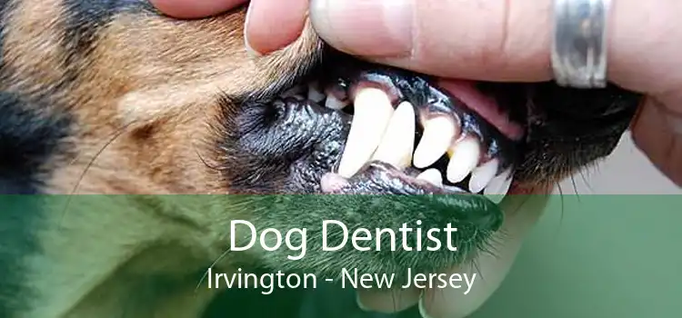 Dog Dentist Irvington - New Jersey