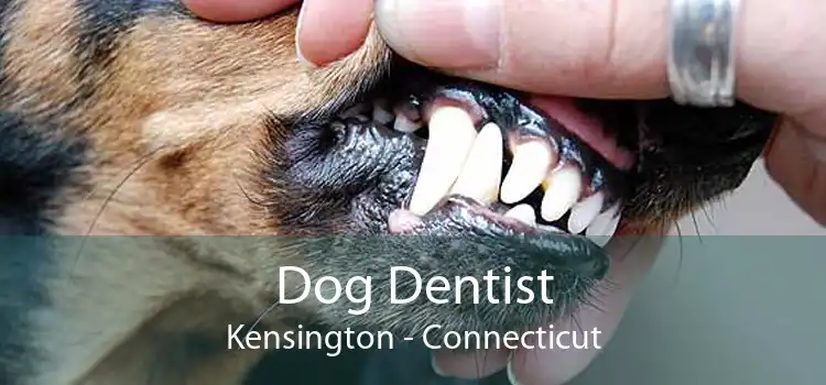 Dog Dentist Kensington - Connecticut