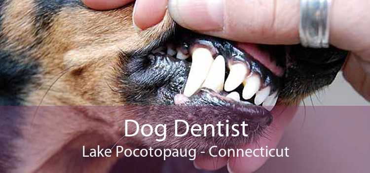 Dog Dentist Lake Pocotopaug - Connecticut