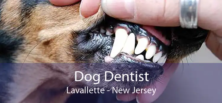 Dog Dentist Lavallette - New Jersey