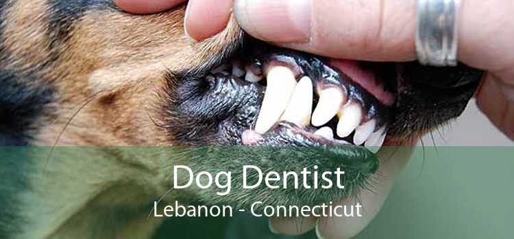 Dog Dentist Lebanon - Connecticut