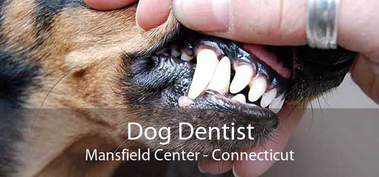 Dog Dentist Mansfield Center - Connecticut