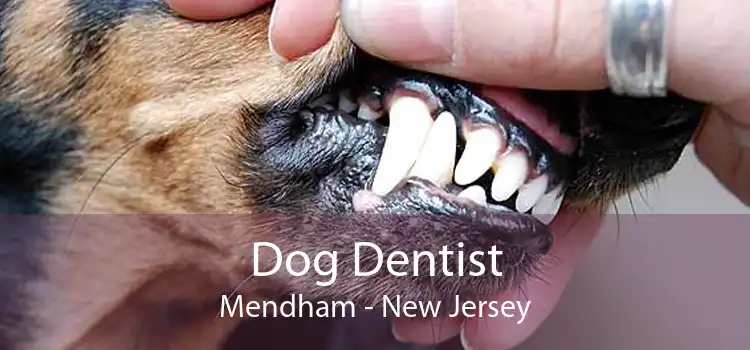 Dog Dentist Mendham - New Jersey