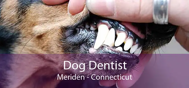 Dog Dentist Meriden - Connecticut
