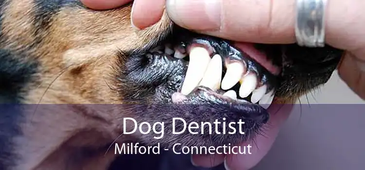 Dog Dentist Milford - Connecticut
