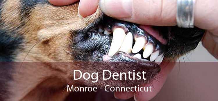 Dog Dentist Monroe - Connecticut