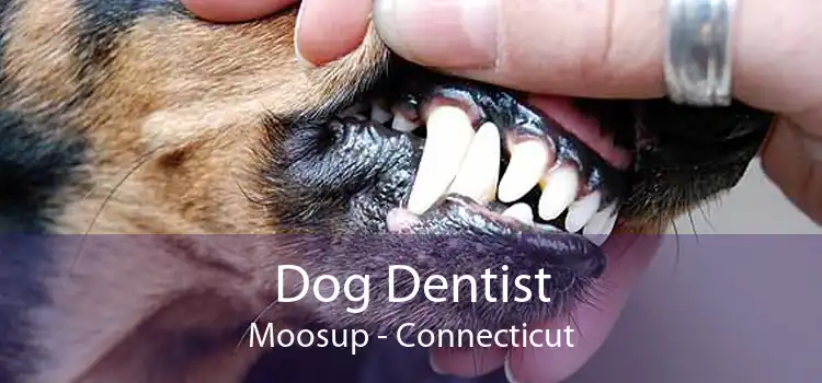 Dog Dentist Moosup - Connecticut