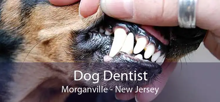 Dog Dentist Morganville - New Jersey