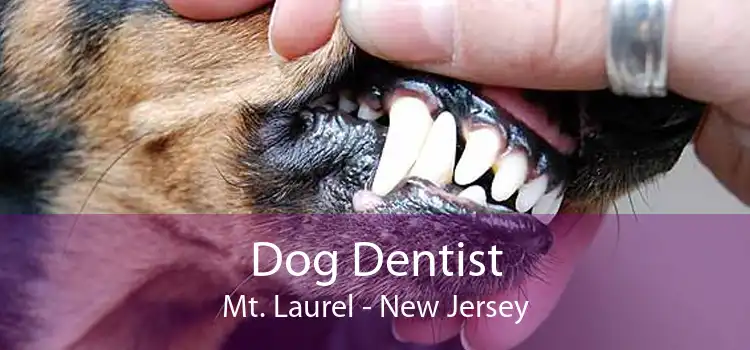 Dog Dentist Mt. Laurel - New Jersey
