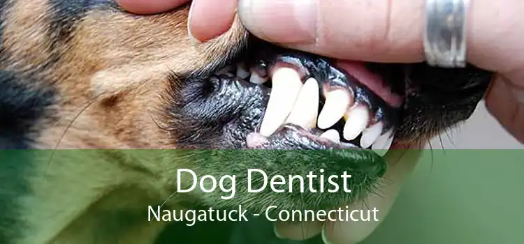 Dog Dentist Naugatuck - Connecticut