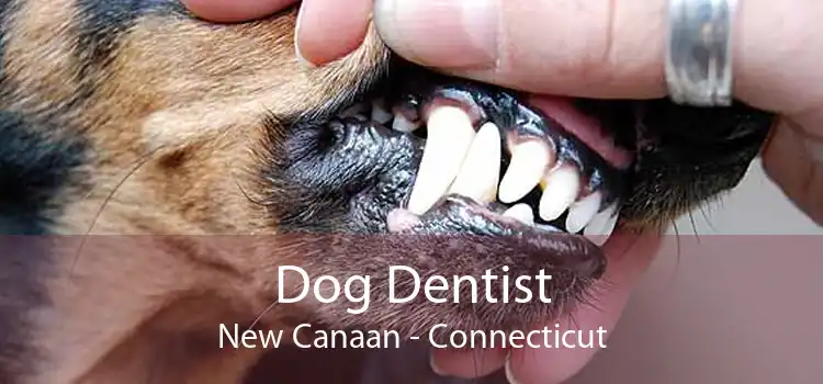 Dog Dentist New Canaan - Connecticut