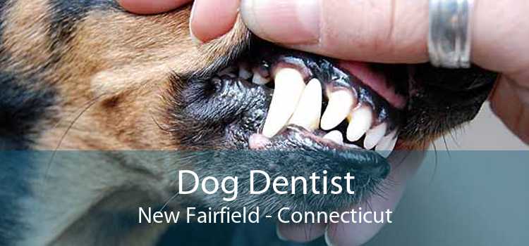 Dog Dentist New Fairfield - Connecticut