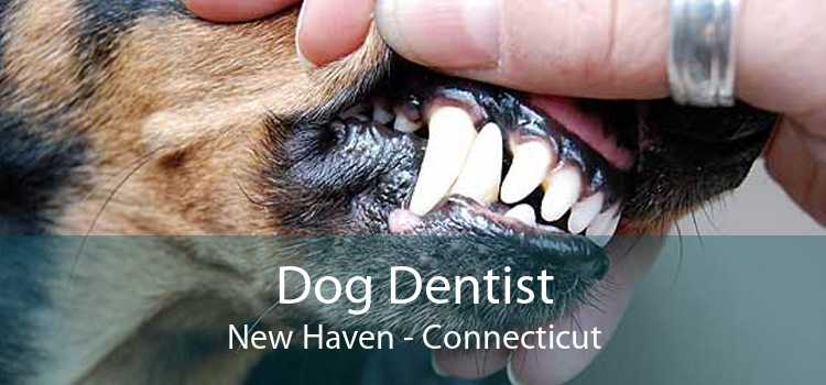 Dog Dentist New Haven - Connecticut