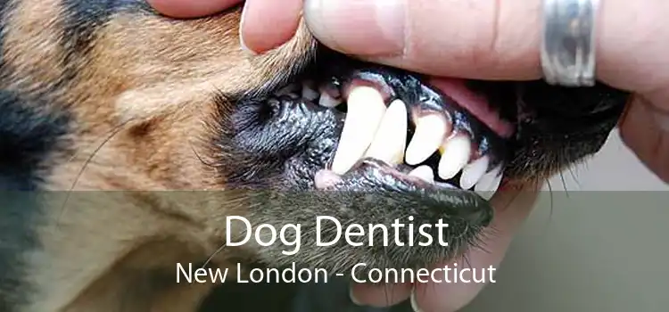 Dog Dentist New London - Connecticut