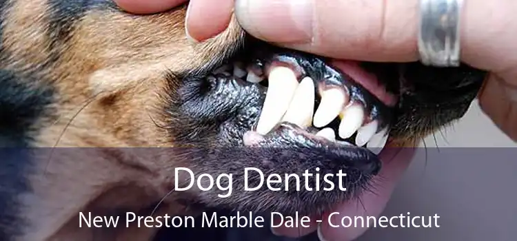 Dog Dentist New Preston Marble Dale - Connecticut