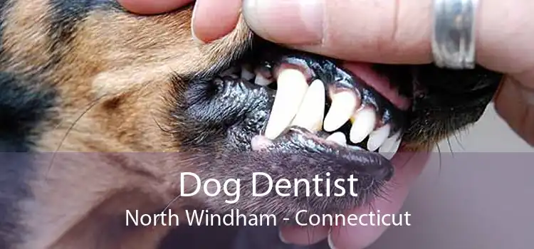 Dog Dentist North Windham - Connecticut