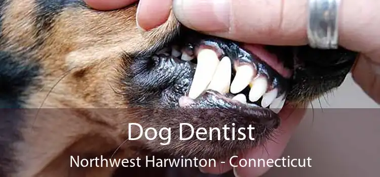 Dog Dentist Northwest Harwinton - Connecticut