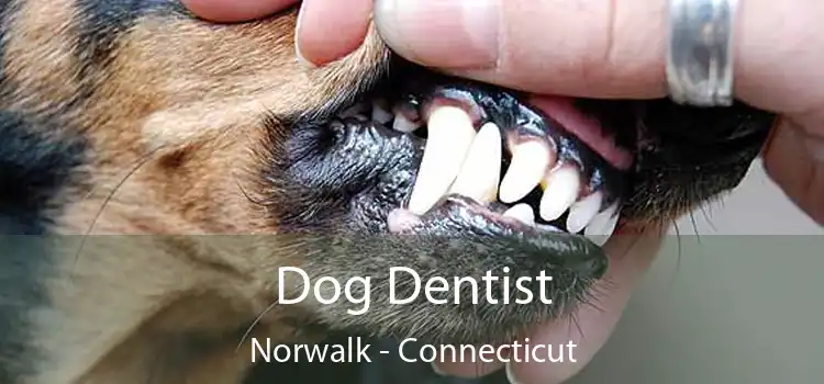 Dog Dentist Norwalk - Connecticut