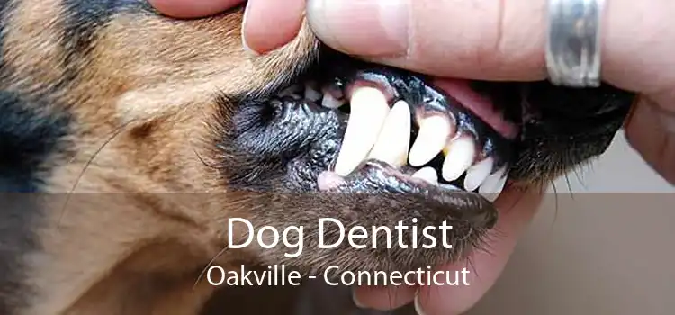 Dog Dentist Oakville - Connecticut