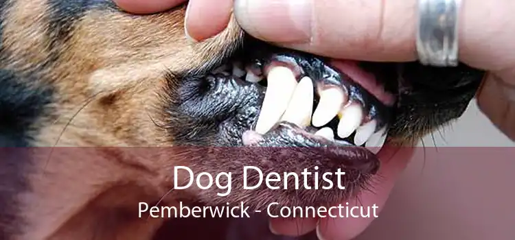 Dog Dentist Pemberwick - Connecticut