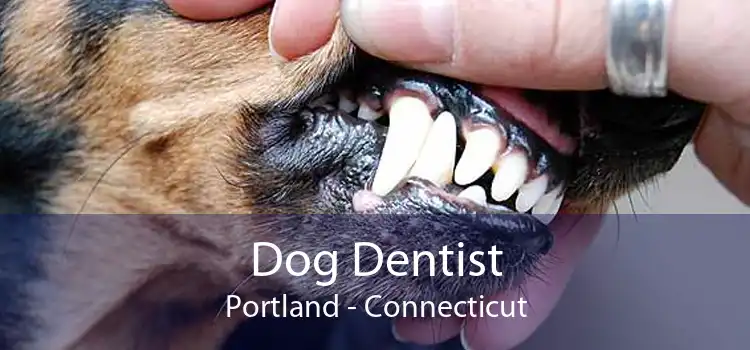 Dog Dentist Portland - Connecticut
