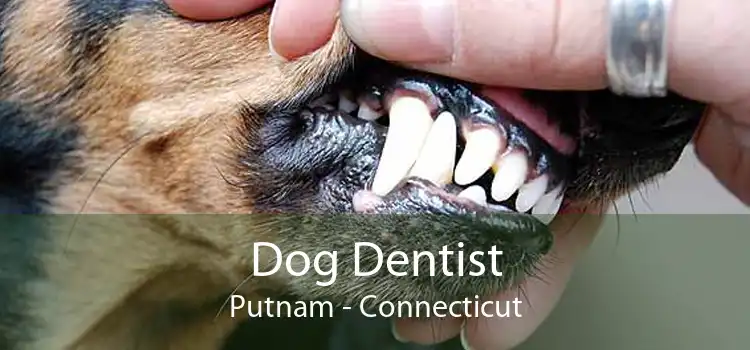 Dog Dentist Putnam - Connecticut