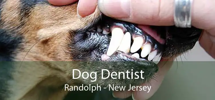 Dog Dentist Randolph - New Jersey