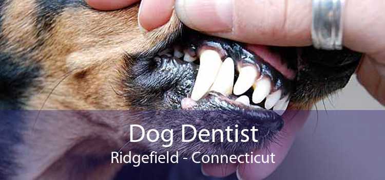 Dog Dentist Ridgefield - Connecticut