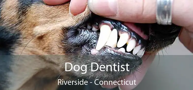 Dog Dentist Riverside - Connecticut