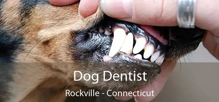 Dog Dentist Rockville - Connecticut