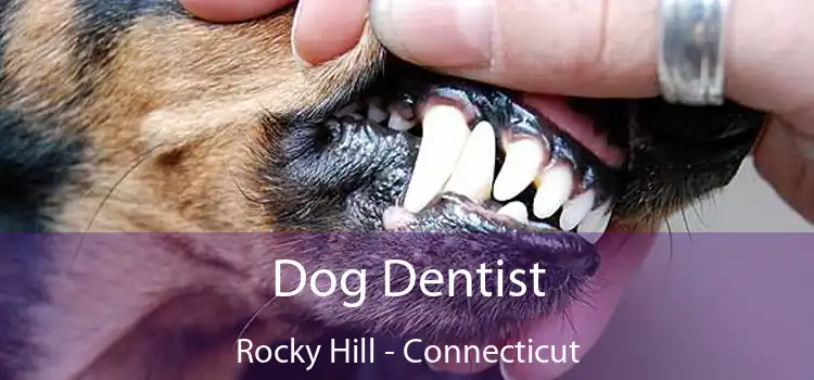 Dog Dentist Rocky Hill - Connecticut
