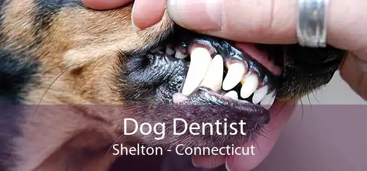 Dog Dentist Shelton - Connecticut