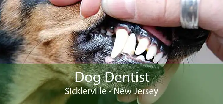 Dog Dentist Sicklerville - New Jersey