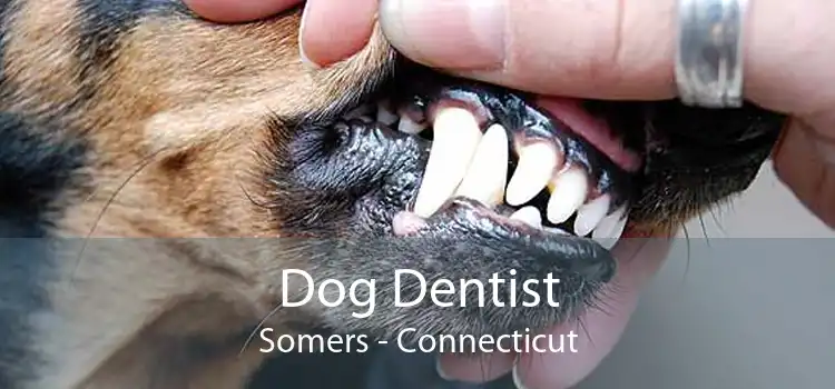 Dog Dentist Somers - Connecticut