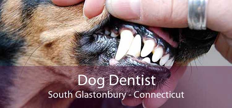 Dog Dentist South Glastonbury - Connecticut