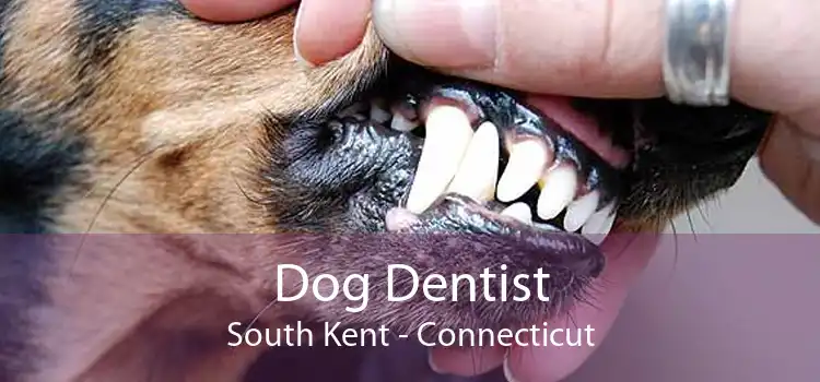 Dog Dentist South Kent - Connecticut