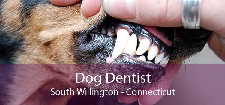 Dog Dentist South Willington - Connecticut
