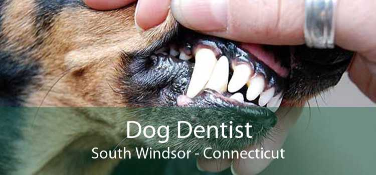 Dog Dentist South Windsor - Connecticut