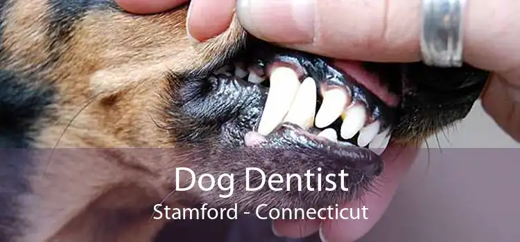 Dog Dentist Stamford - Connecticut