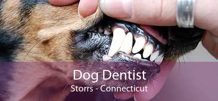 Dog Dentist Storrs - Connecticut