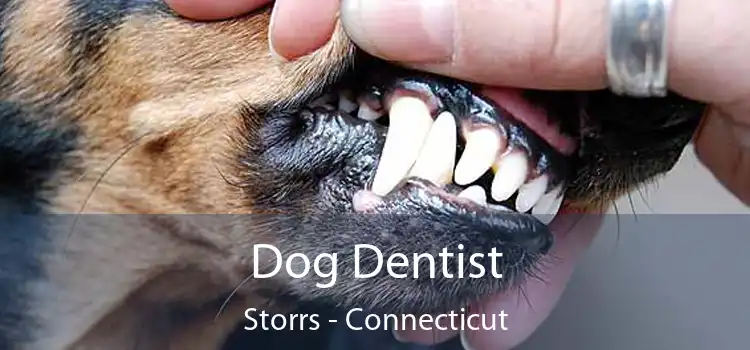 Dog Dentist Storrs - Connecticut